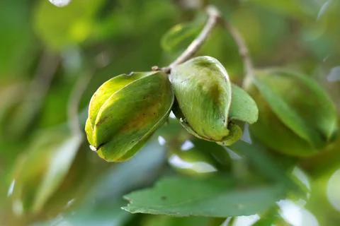 Arjun. Common name Arjun, Arjan. Botanical name Terminalia arjuna Stock Photos