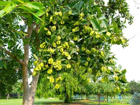 Arjuna trees,arjun plant Stock Photos
