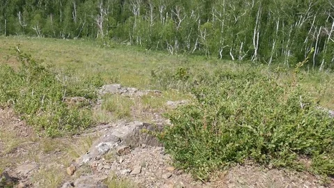 Arkaim. Grass on the hillside Stock Footage 80979628