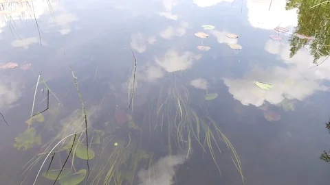 Arkaim. Quiet pond with seaweed Stock Footage 80979637