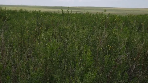 Arkaim. Steppe. Perspective Stock Footage 80979634