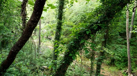 Arkansas Forest Video stock 66370765