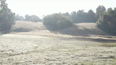Arkansas Hills - Slow Pull Through Brush Stock Footage 119344946
