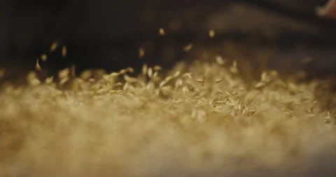 Arley Grain Processing: Detailed Close-Up of Seed Treatment and Selection Stock Footage 265069437