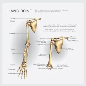 Arm and Hand Bone Vector Illustration Stock Illustration