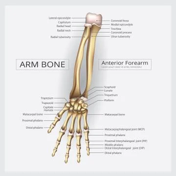Arm and Hand Bone Vector Illustration Stock Illustration