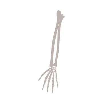 Arm and hand bones of human skeleton flat vector illustration isolated on white. Stock Illustration
