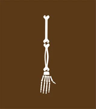 Arm bone. Skeleton anatomy human. Skeletal system cross section. vector illus Stock Illustration