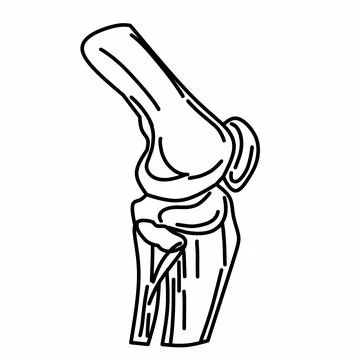 Arm bones and elbow joint with thin lines Stock Illustration