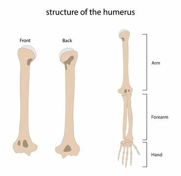 Arm bones, arm is made up of three bones Stock Illustration