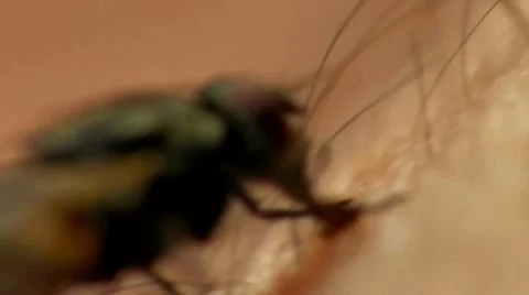 The arm at the flies FLY Stock Footage 7743964