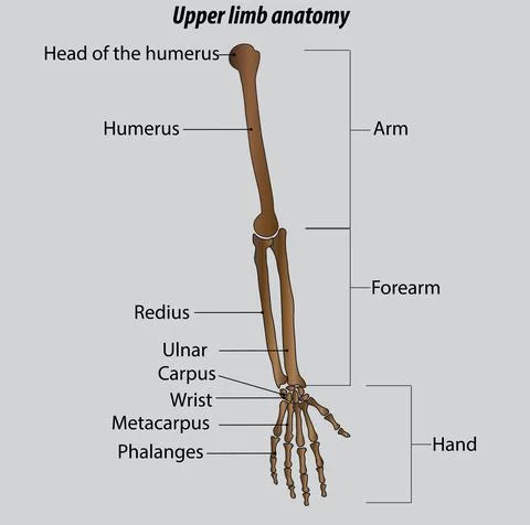 Arm forearm and hand bones isolated vector illustration drawing hand anatomy Illustrazione stock