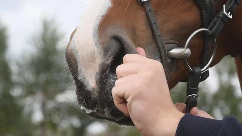 Arm of human stroking and petting face of stallion. Care and love for animals Stock Footage 72141661