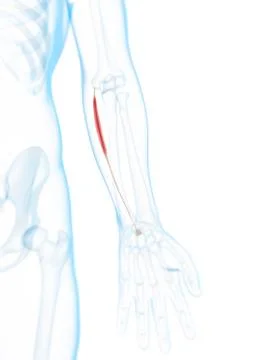 Arm muscle; artwork Stock Illustration