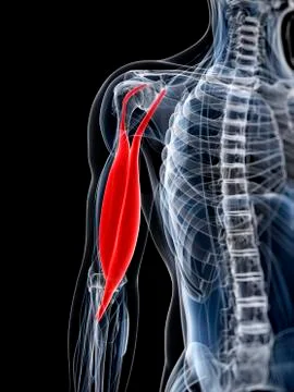 Arm muscle; artwork Stock Illustration