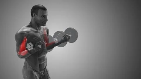 Arm Muscle Highlighted During Biceps Curl with copyspace Illustrazione stock