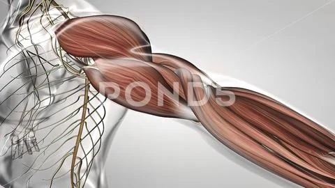 Arm muscles and tendon Human Muscle Anatomy ~ Clip Art #220014639