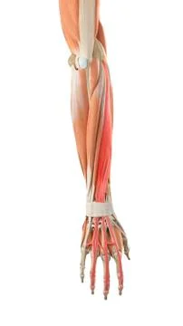Arm muscles Stock Illustration
