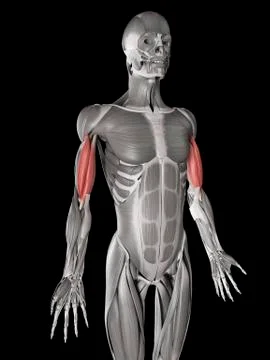 Arm muscles, illustration Stock Illustration