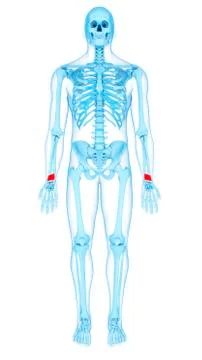 Arm muscles, illustration Stock Illustration