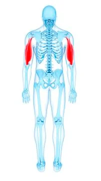 Arm muscles, illustration Stock Illustration