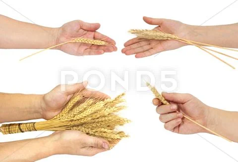 Arm of wheat Stock Photos