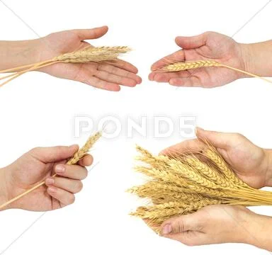 Arm of wheat Stock Photos