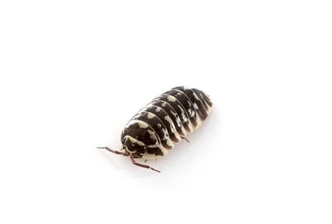 Armadillidium maculatum in studio Stock Photos