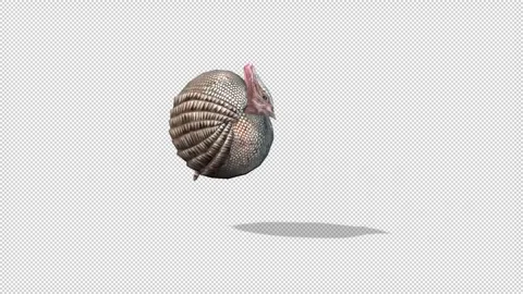 Armadillo behavior idle Stock Footage 321016062