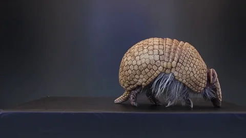 Armadillo on black background Stock Footage 83083947