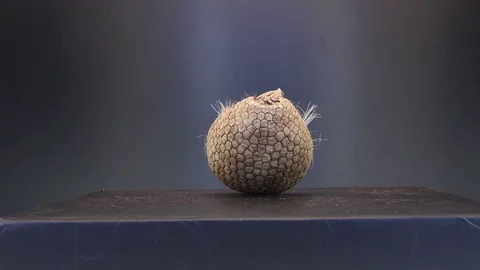 Armadillo on black background Stock Footage 83083949