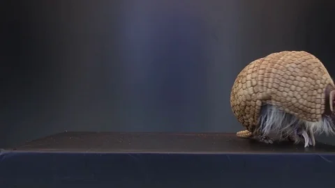 Armadillo on black background Stock Footage 83083976