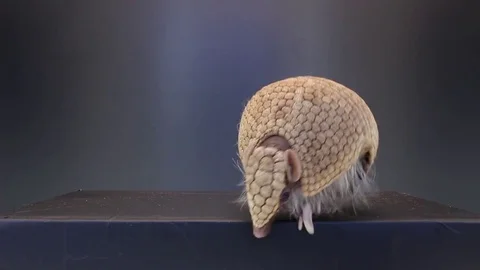 Armadillo on black background Stock Footage 83083987