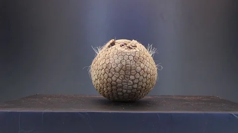 Armadillo on black background Video stock 83084014