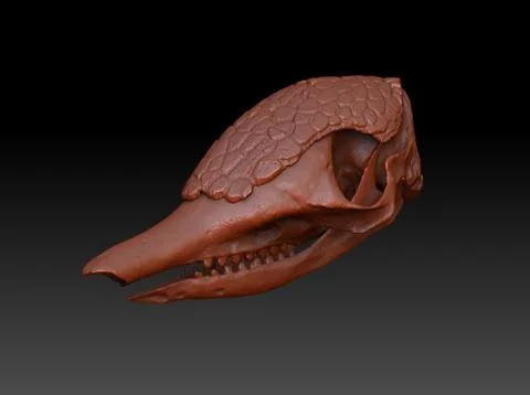 Armadillo (Dasypodidae) 3D Model