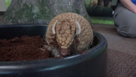 Armadillo digging through dirt Stock Footage 82270175