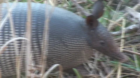Armadillo Florida Stock Footage