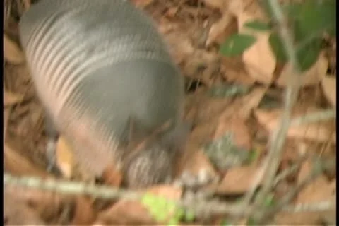 Armadillo Stock Footage 9382584