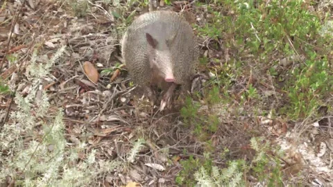 Armadillo Stock Footage 243260569