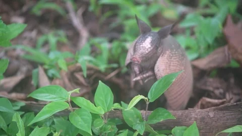 ARMADILLO Video stock 312694676