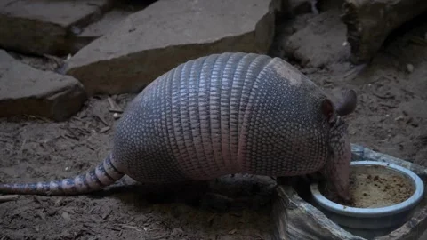 Armadillo Stock Footage 330081280