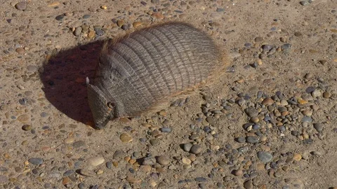 Armadillo foraging for food Stock Footage 88937545