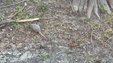 Armadillo Foraging on Forest Floor Stock Footage 344593615