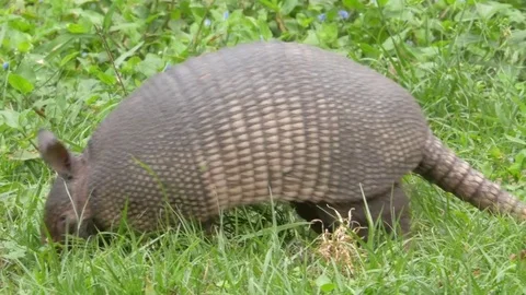 Armadillo Foraging in Grass, 4K Stock Footage 71751755