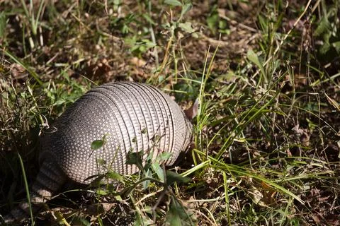 Armadillo Foraging Stock Photos