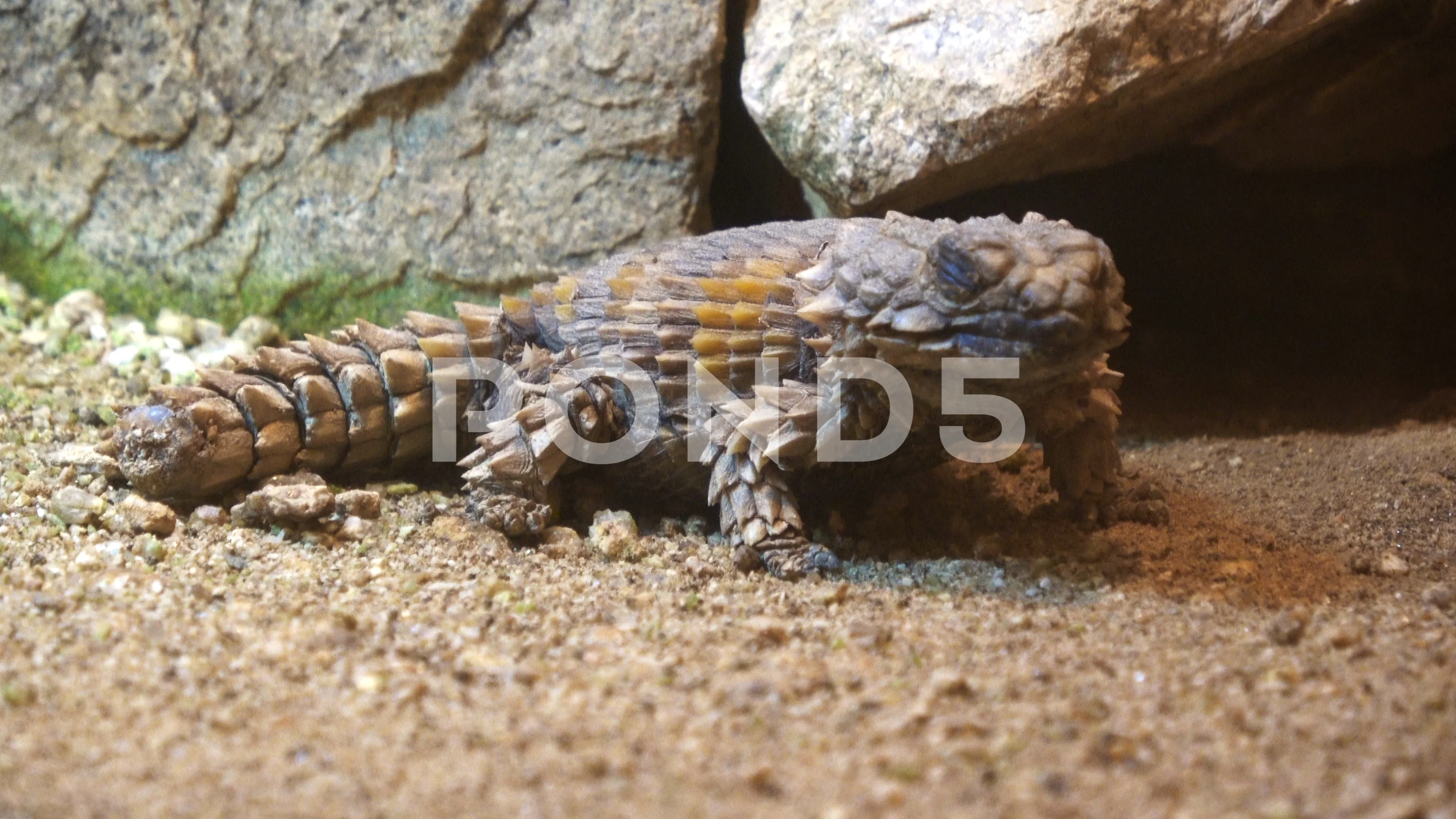 golden armadillo lizard for sale