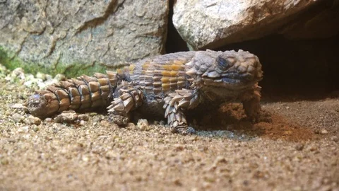 Armadillo girdled lizard, Ouroborus Stock Video Pond5