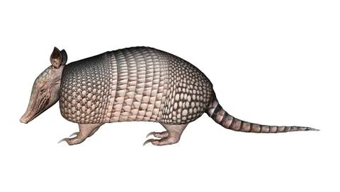 Armadillo Ilustración de archivo