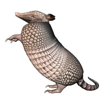Armadillo Illustrazione stock