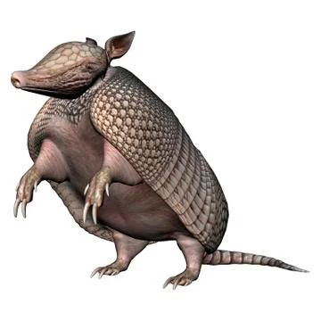 Armadillo Illustrazione stock